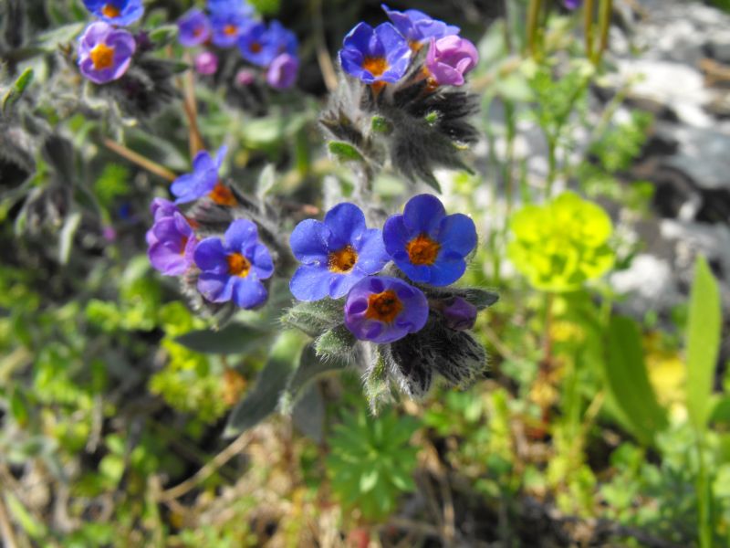 Boraginacea - Alkanna tinctoria